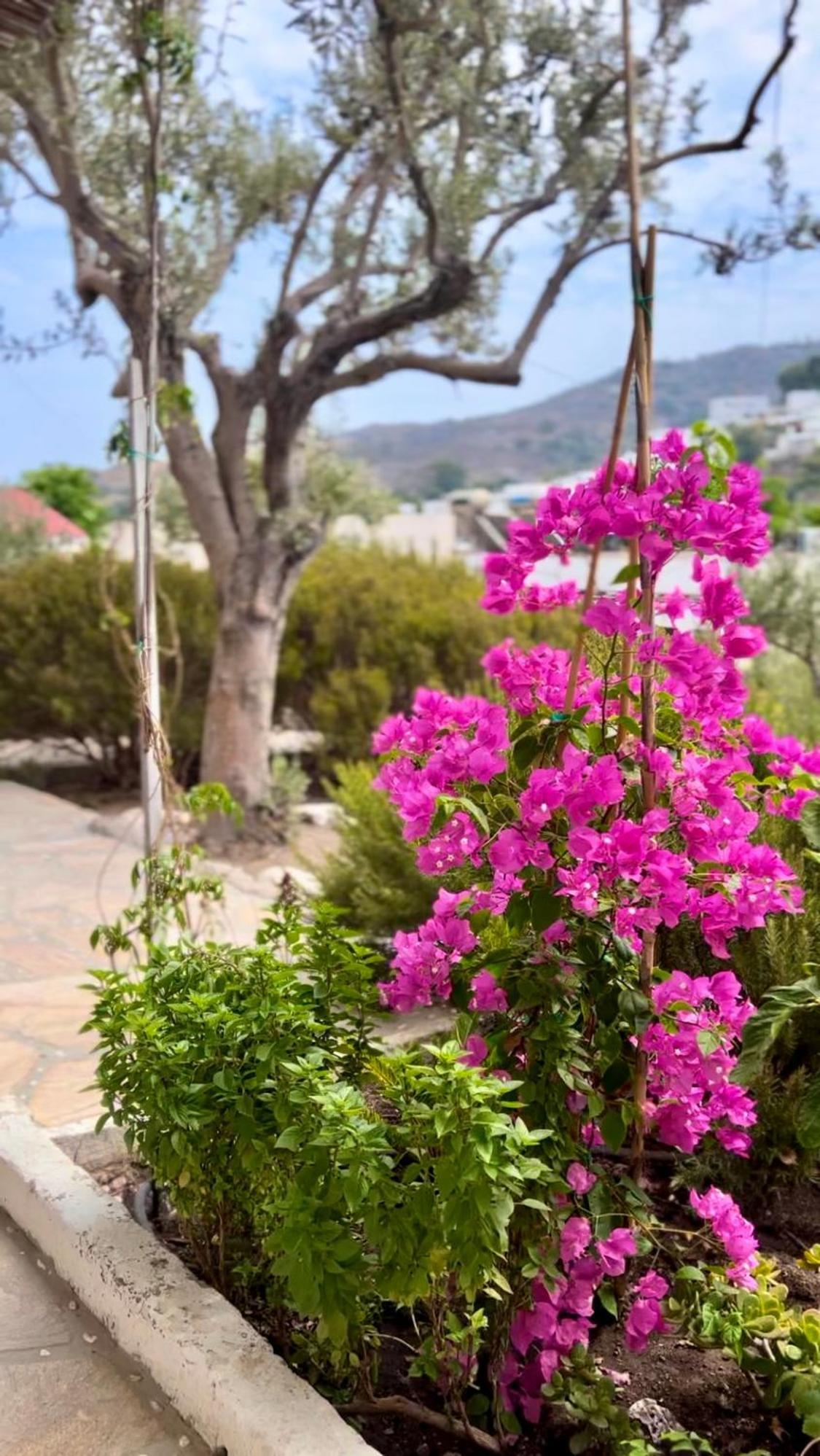 Mistral-Patmos Aparthotel Σκάλα Εξωτερικό φωτογραφία